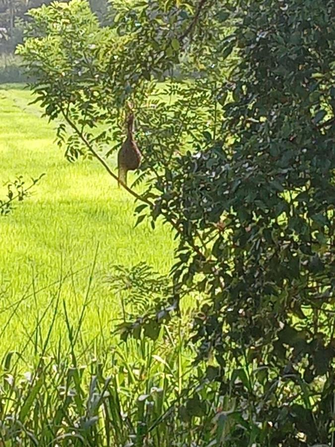 Sigiriya Paddy Field Hut Βίλα Εξωτερικό φωτογραφία